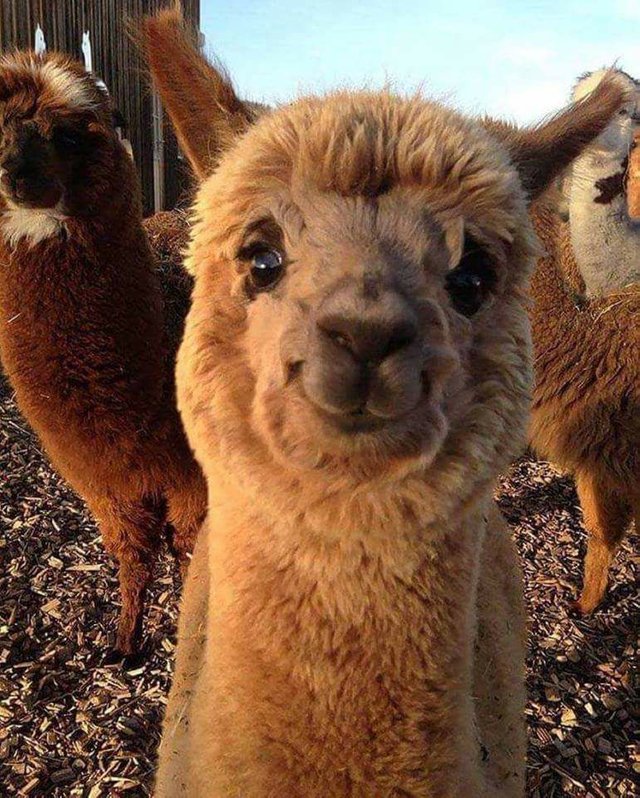 Smiling Alpaca.jpg