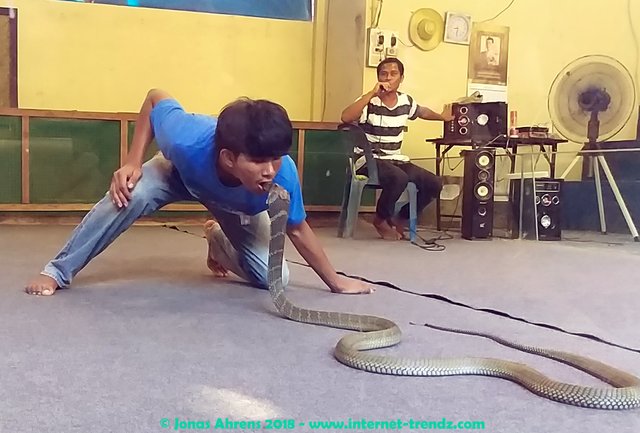 cobra-show-koh-samui-thailand-crocodile-farm.jpg