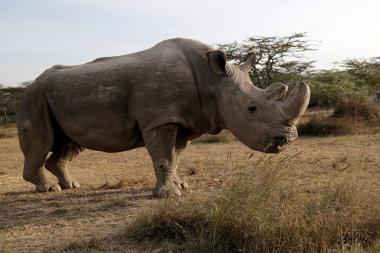 Sudan-White-Rhino1.jpg