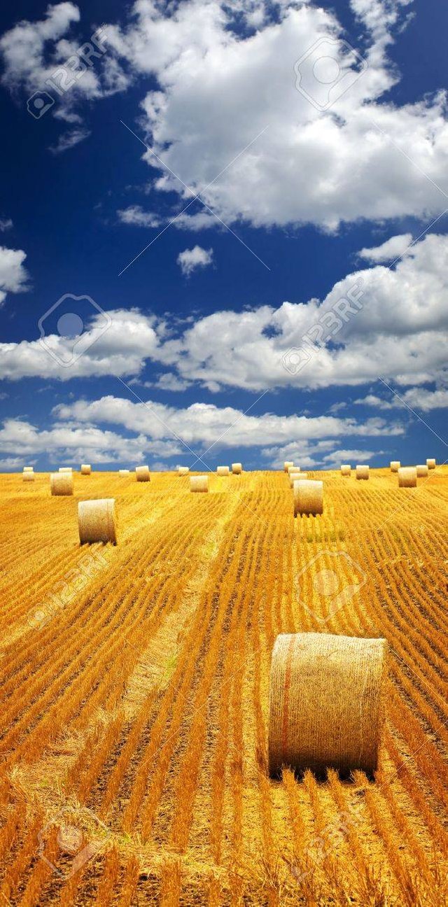 6265660-agricultural-landscape-of-hay-bales-in-a-golden-field.jpg