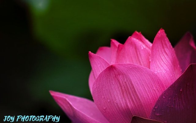 lotus-pink-nature-flowers-39315.jpg