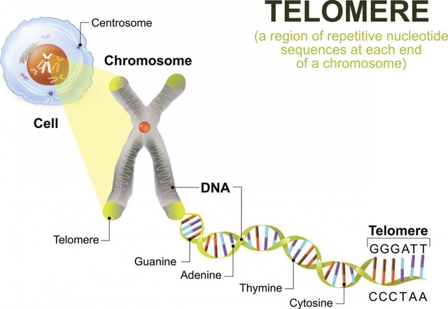 dna-telomere-diagram.jpg