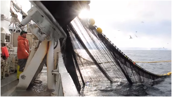 Know the Simple and Modern Method of Fishing at sea (Advanced tool nets) —  Steemit