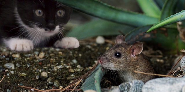 cat&mouse