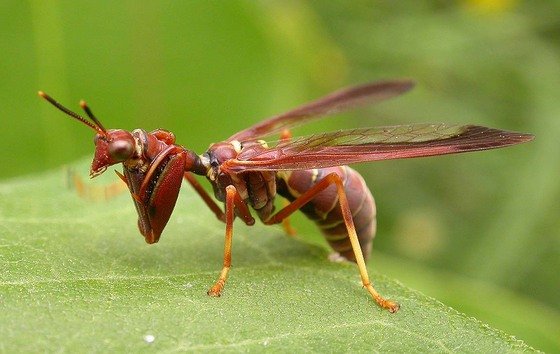 Brown Mantidfly