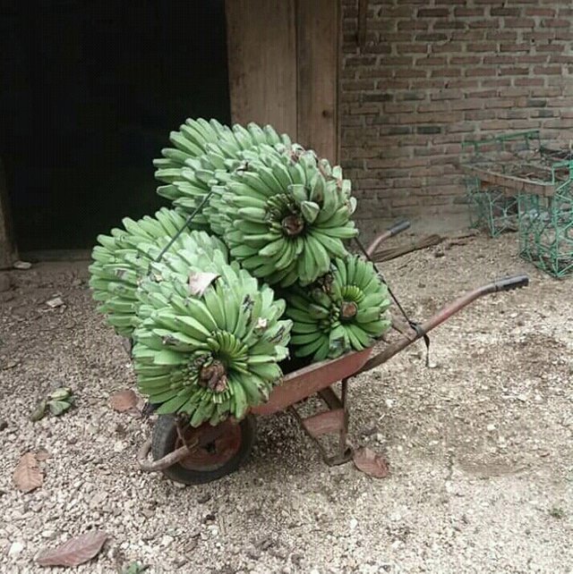 Banana Harvest From The Garden Steemit