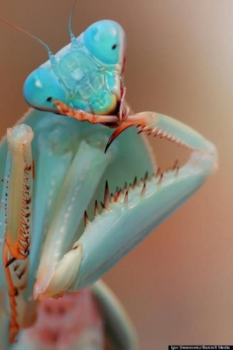 Lovely Kung Fu Mantis Steemit