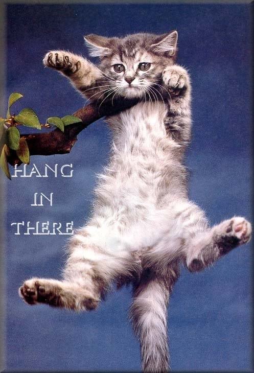 Hang In There Cat Poster