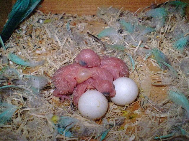 DIFFERENT KINDS OF EGGS ARE AWESOME ANIMALS — Steemit