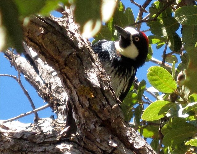 acorn-woodpeckers