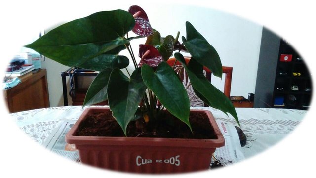 MI MADRE Y SU JARDÍN — Steemit