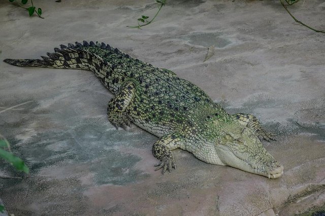 Crocodile