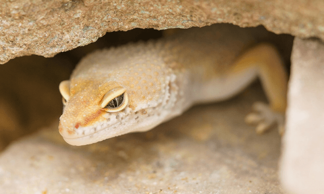 Lizard in the cave