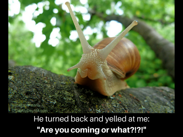 Fast Snail