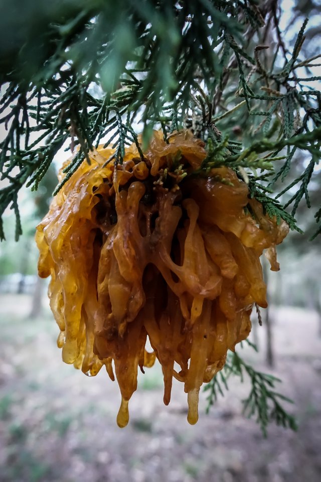 Кедрово яблочный гниющий гриб cedar apple rust fungus