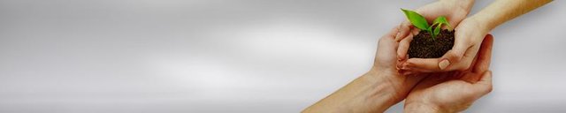 seeds-banner.jpg