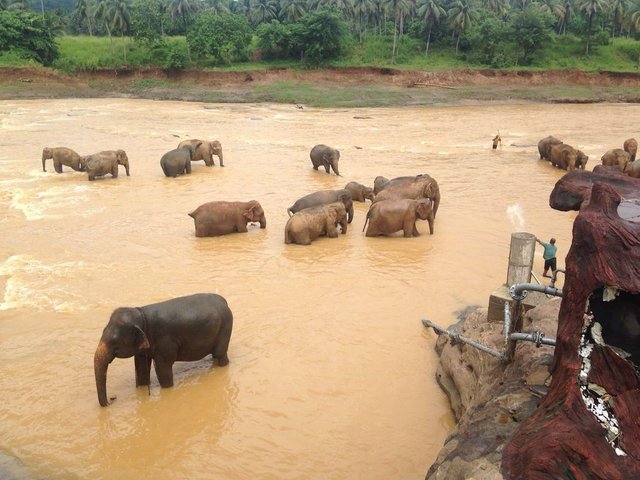 Pinnawala Elephant Orphanage