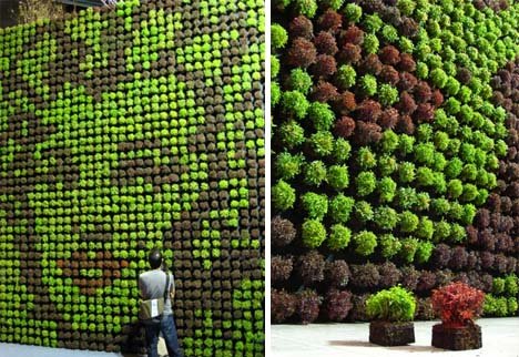 living wall lettuce.jpg