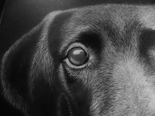 White Charcoal Original Puppy Drawing-Part 4 — Steemit