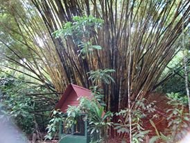 costa-rica-giant-bamboo.jpg