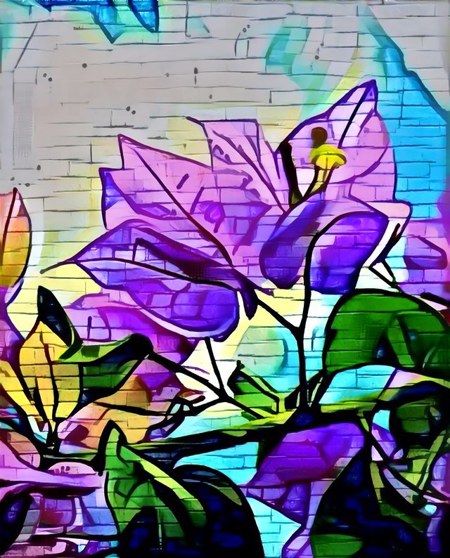 Bougainvillea Graffiti