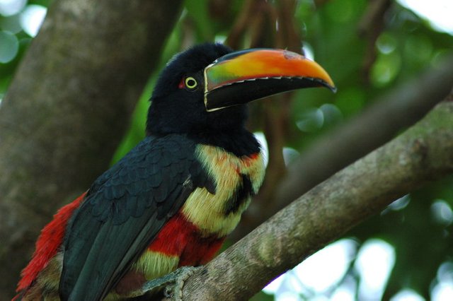 costa-rica-toucan.jpg