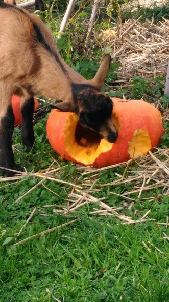 goat and pumpkin.jpg