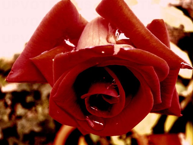 Blood Rose original photograph