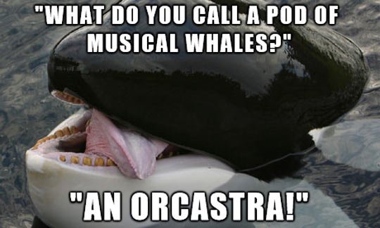 whale-orchestra.jpg