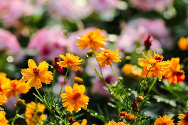 marigold-flower-824174.jpg
