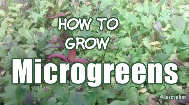 how to grow microgreens.png