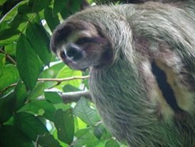 sloth in costa rica.jpg