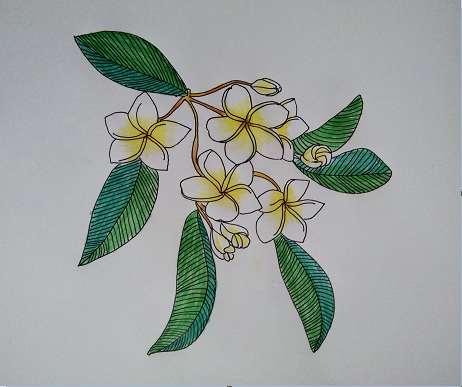 sampaguita philippine national flower drawing in colour pencil steemit sampaguita philippine national flower