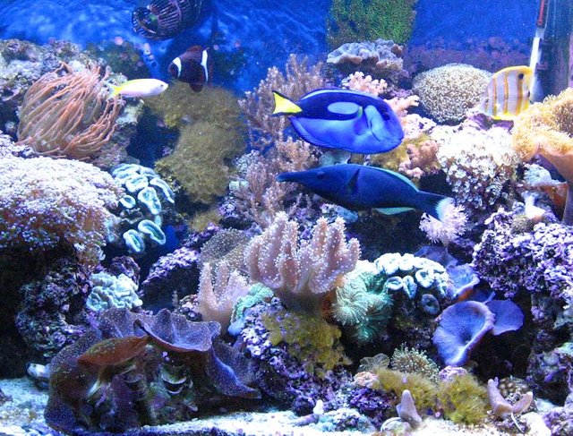 Reef Aquarium