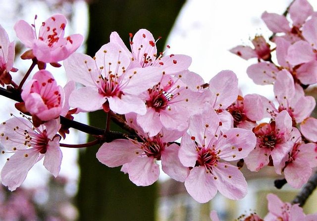 Wallpaper Bunga Sakura Full Hd Gambar Bunga 9088