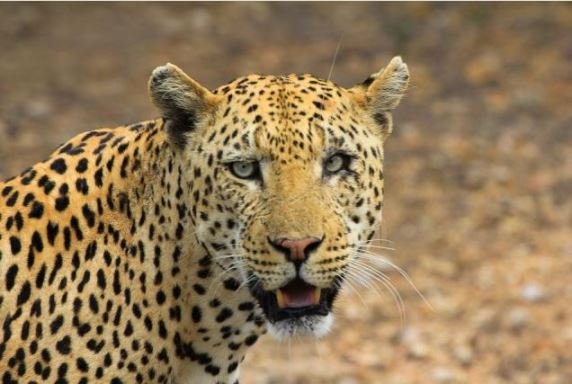 An Evolved Inner Ear and Structure Are Secrets of a Cheetah’s Speed ...