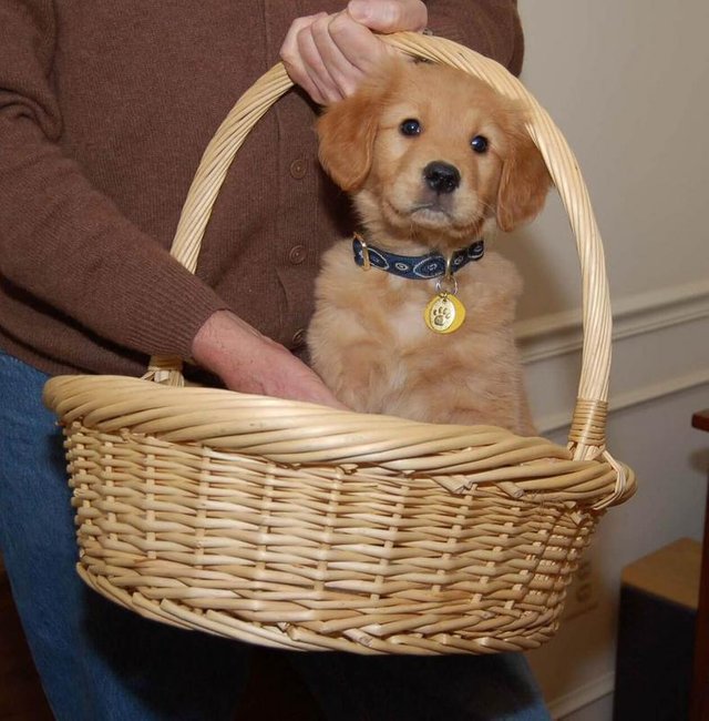 Puppy in the Basket