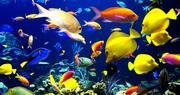 3_D-_Tropical-_Fish-_Aquarium-pics