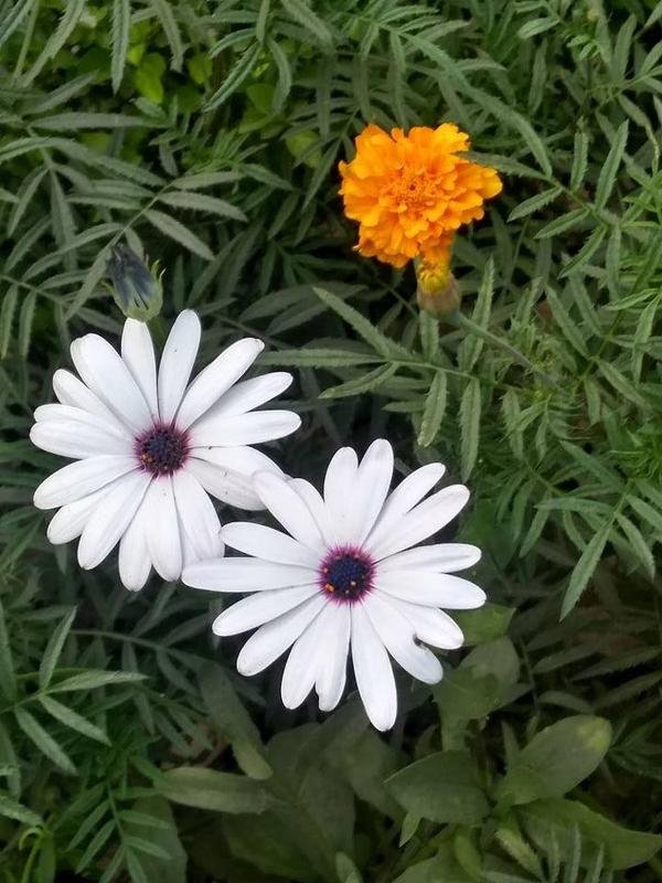 Importance Of Flowers In Nature