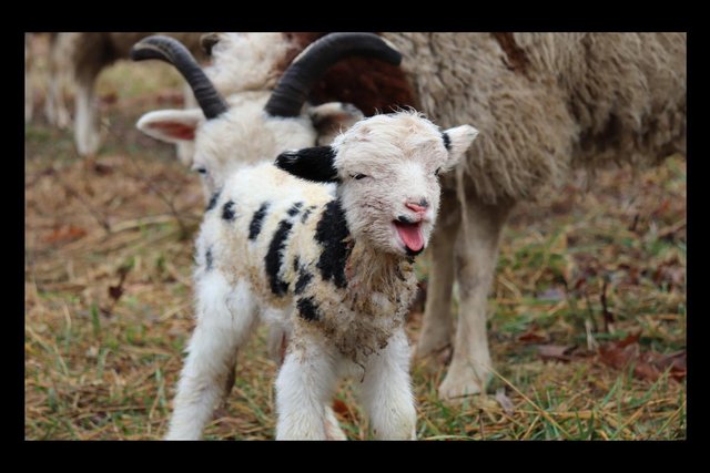 A BABY JACOB'S SHEEP RAM WAS BORN ON OUR HOMESTEAD! - THAT HAPPENED QUICKLY  — Steemit