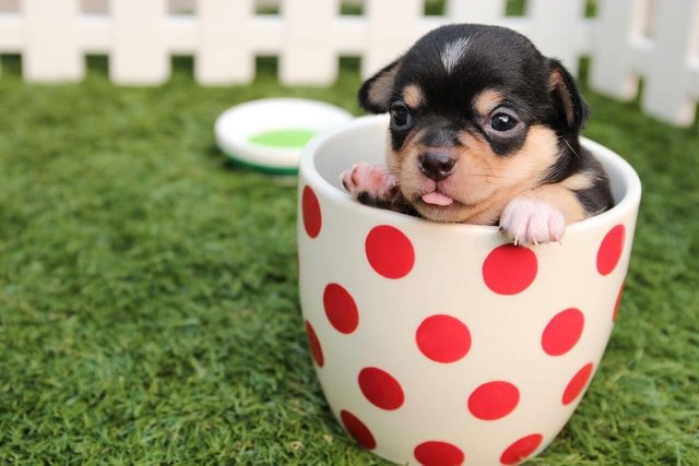 Puppy in the Cup