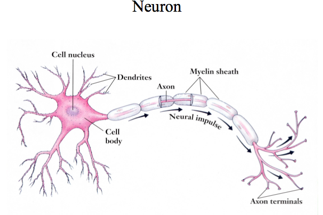 Neuron