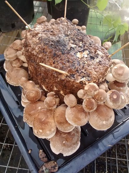 shiitake mushroom.jpg