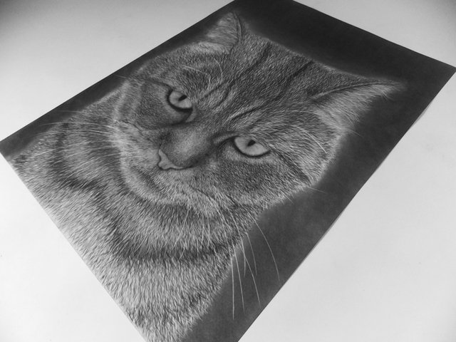 Angry cat, Here is a pencil drawing of a cat.The use of col…