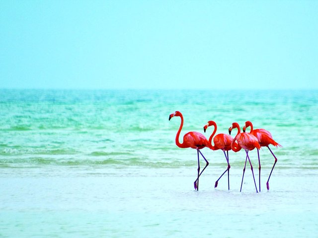 holbox-flamingoes.jpg