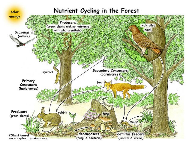 nutrient cycle.jpg