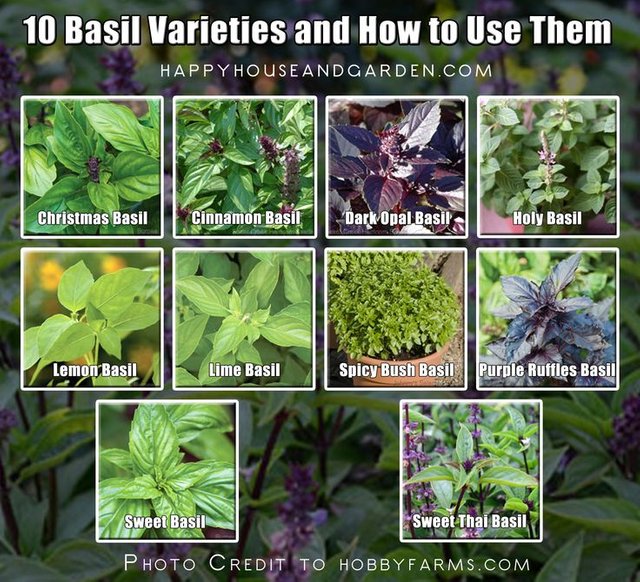 basil varieties.jpg