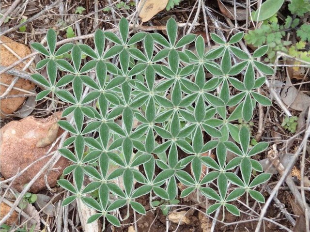 flower of life in nature.jpg