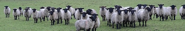 row-of-black-faced-sheep-watching-me1.jpg