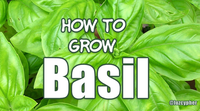 how to grow basil.png